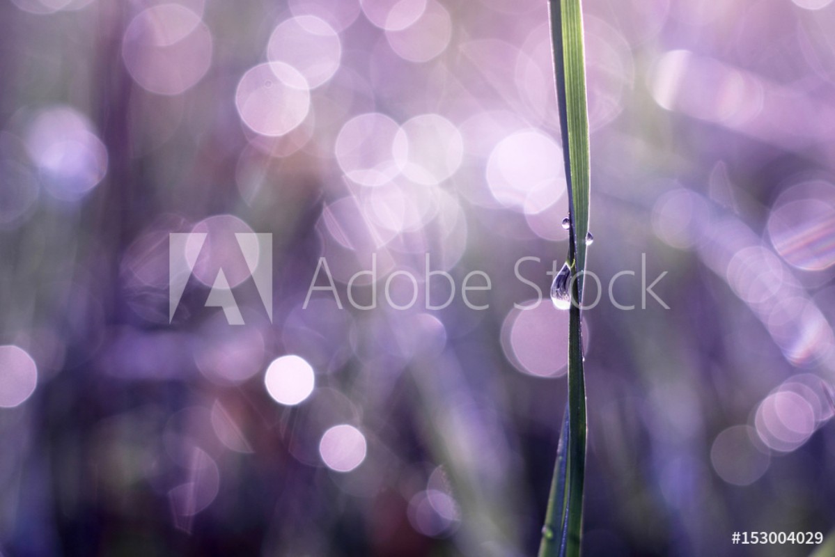Afbeeldingen van Tautropfen und Grashalm im Sonnenlicht